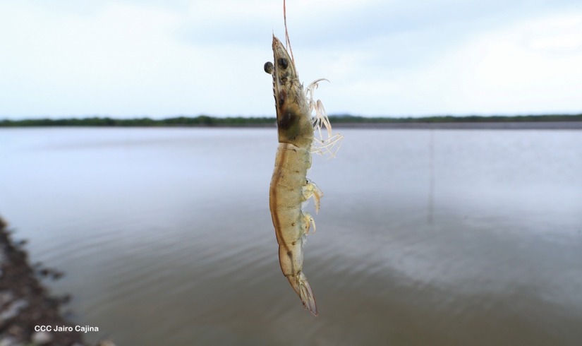 CAMARONES